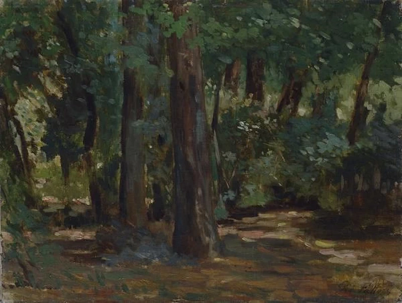 Sole tra gli alberi alle Cascine